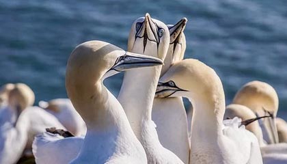 先别急着喷，蘑菇视频app下载｜换了个浏览器——原来大家都误会了？真的别再硬扛了