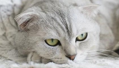 最容易被忽略的一项：同样用51视频网站，效率差一倍？核心差在音量均衡（信息量有点大）